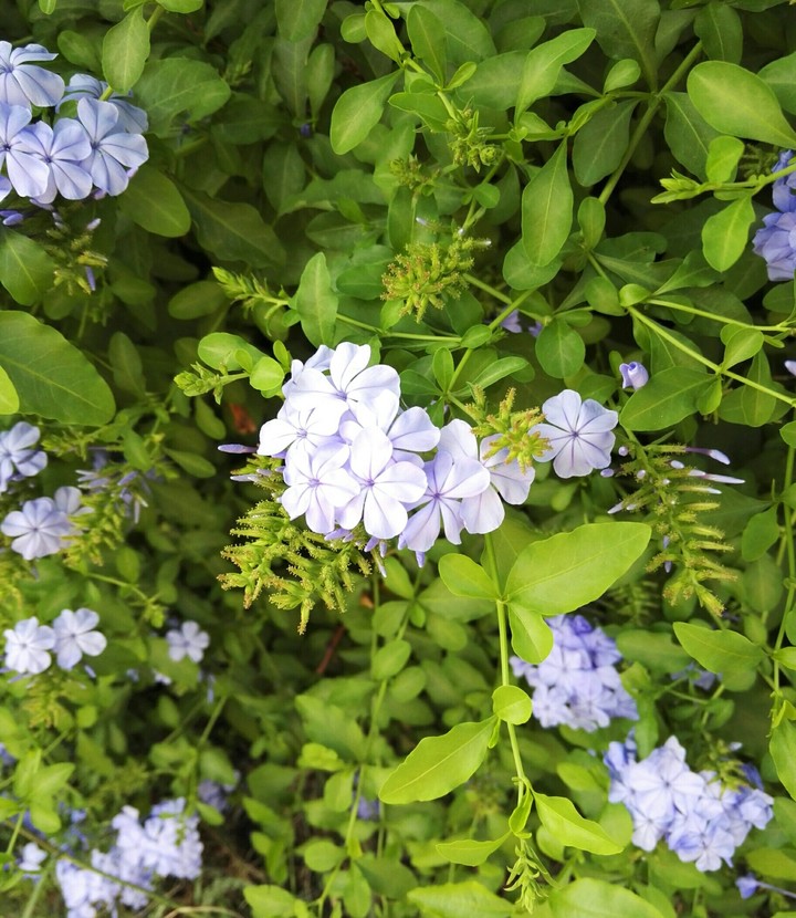 The garden in summer