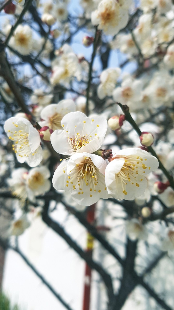 Blossom