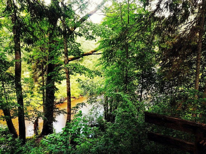 let us go into the forest