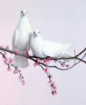 ♥