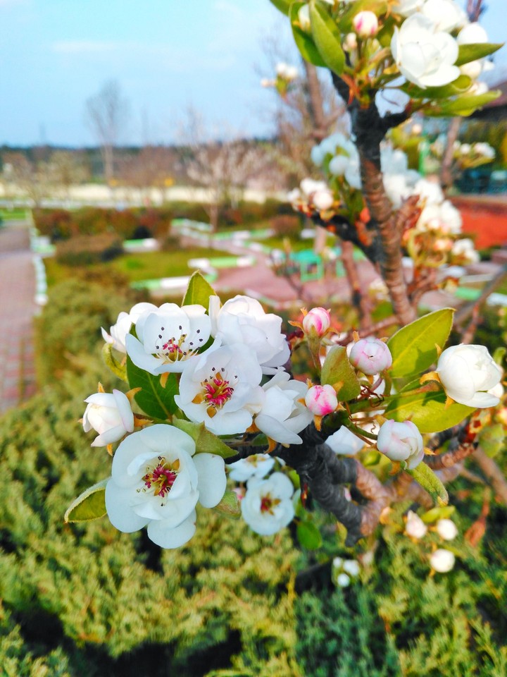 white flower