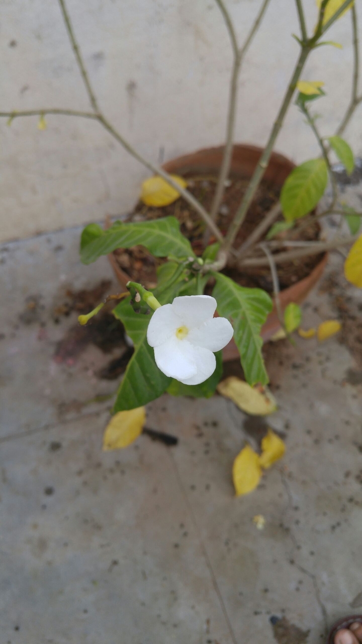 flower