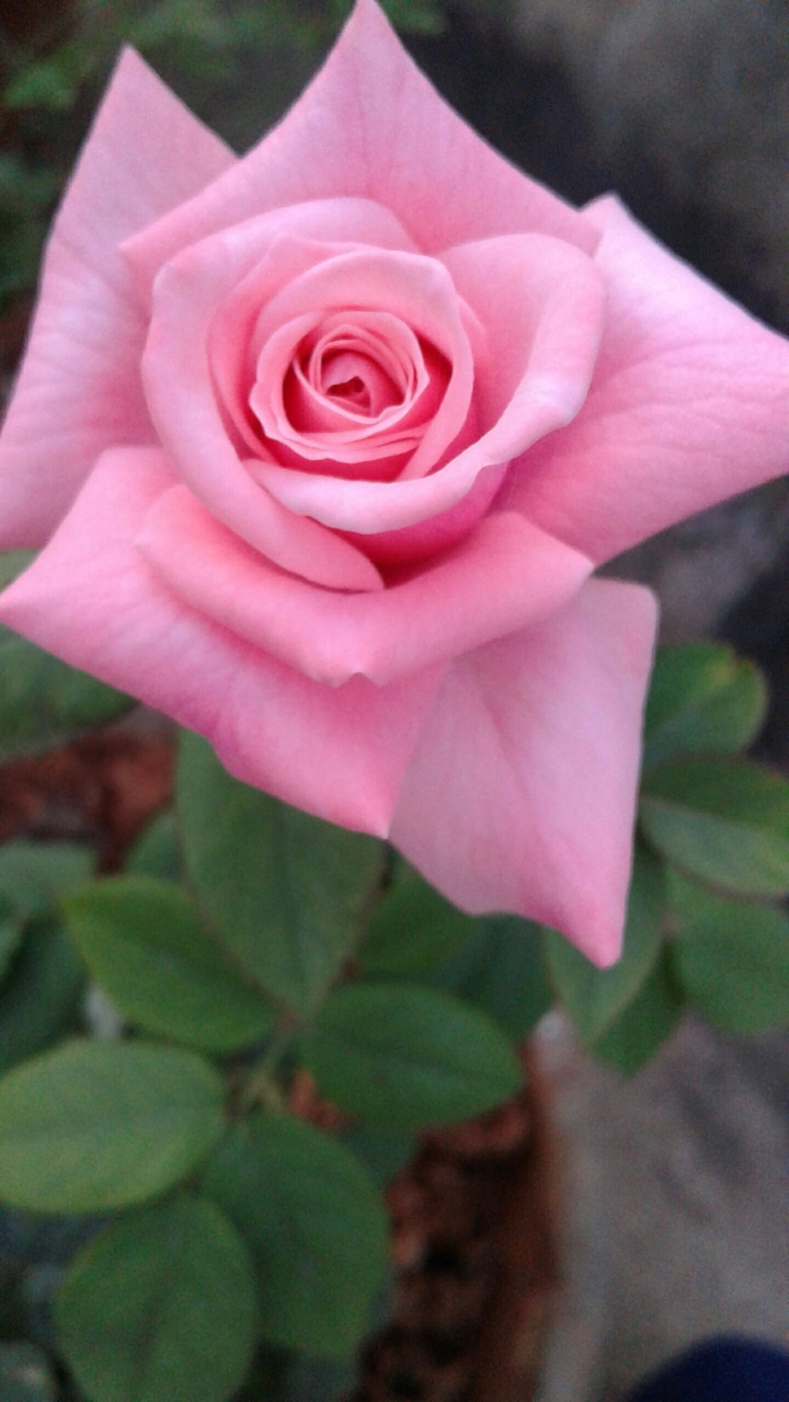 pink beauty