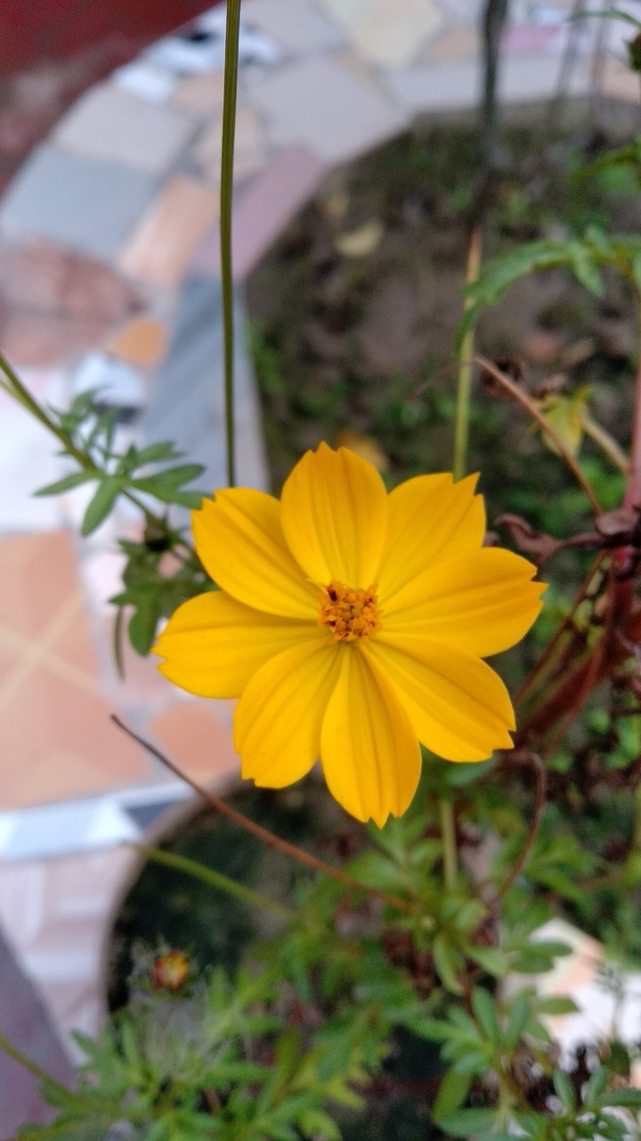 pottedplant flower