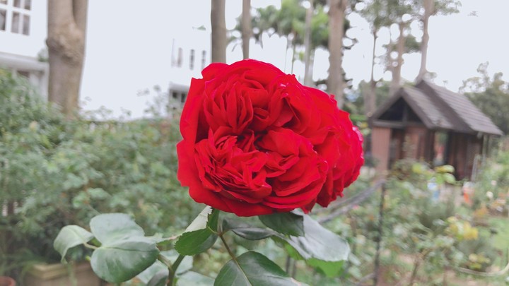 紅玫瑰