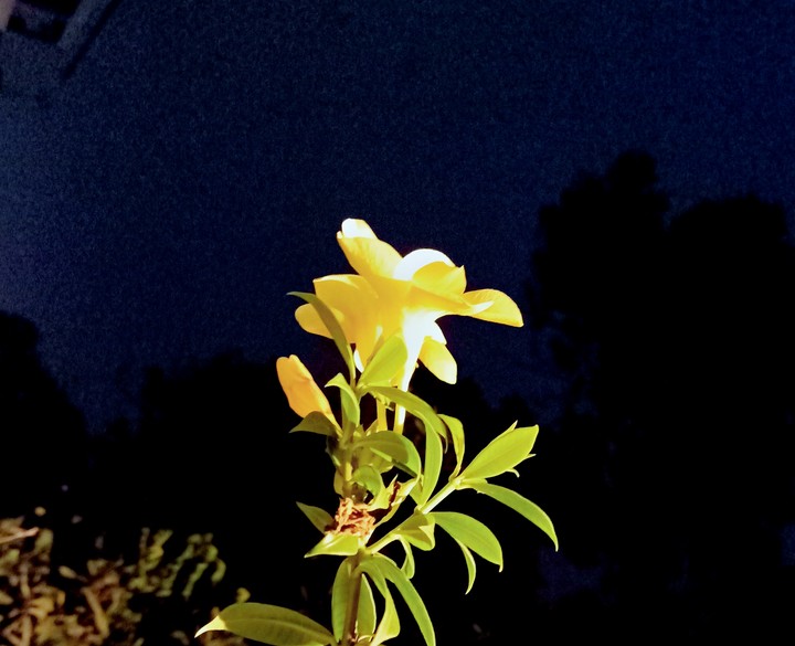 beautiful flower