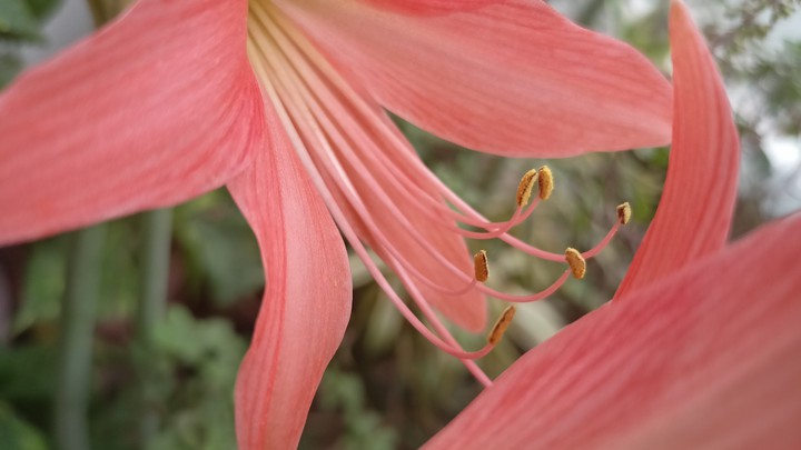 Blossoming Life