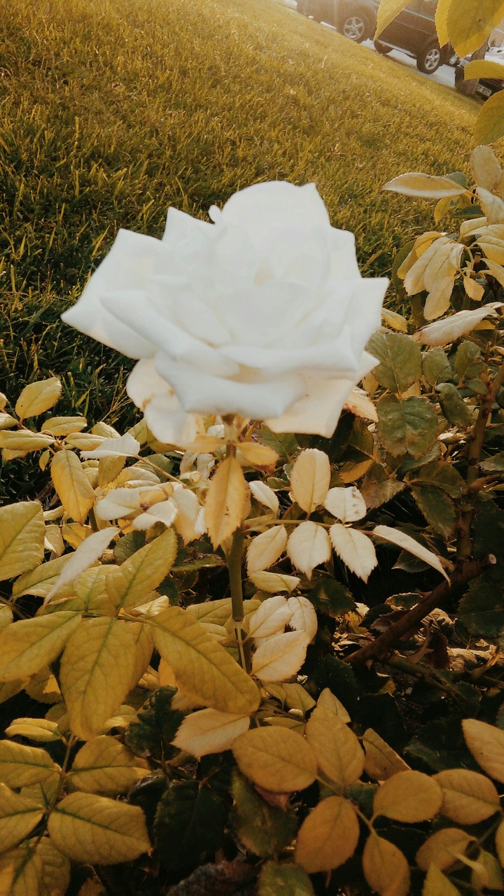 White Rose 