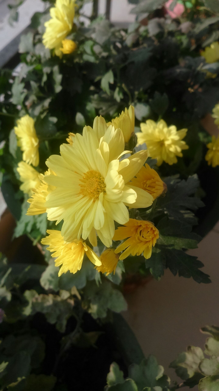 yet another yellow love...