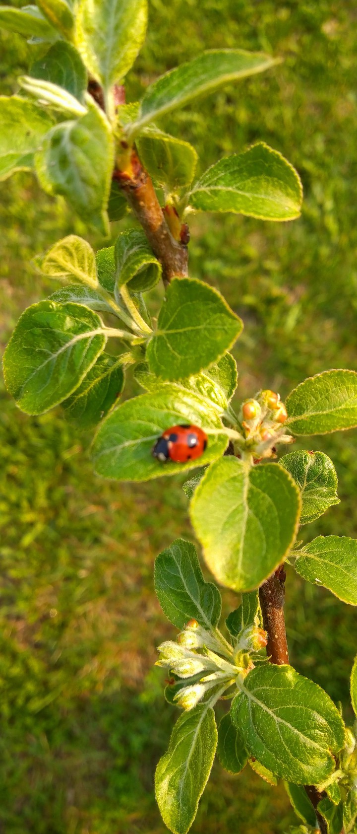 Ladybug