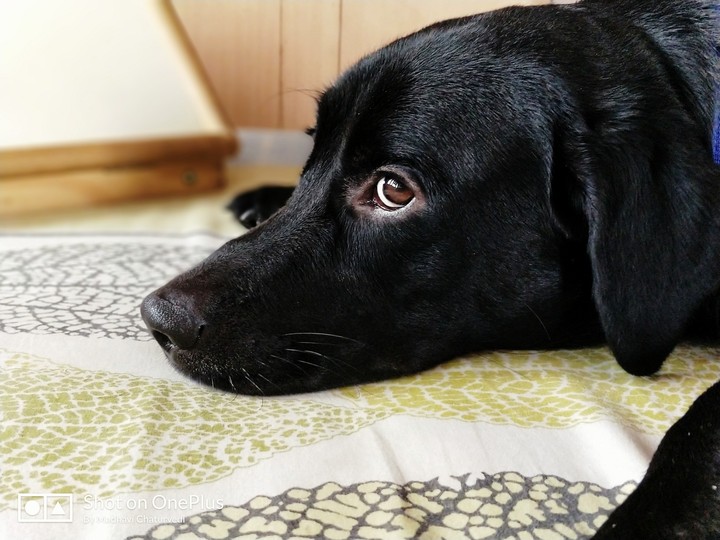 Oscar 