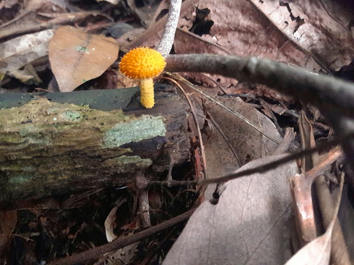 Mushroom ???