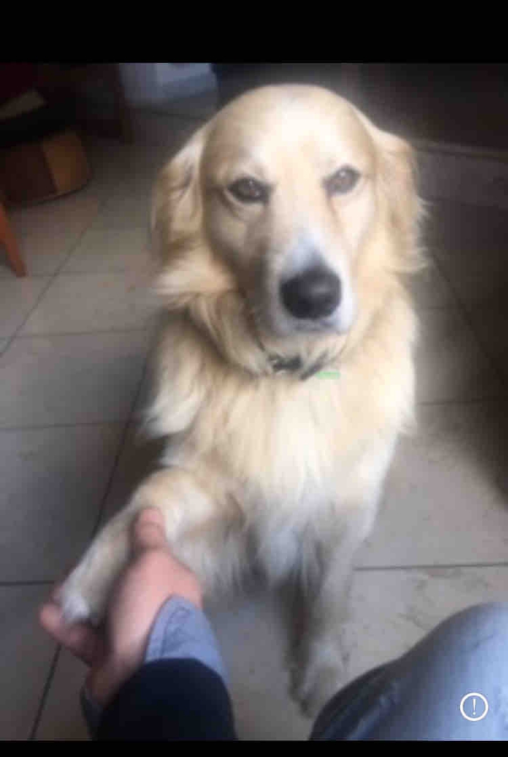 buddie