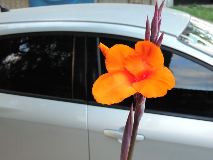 Flor de Achira