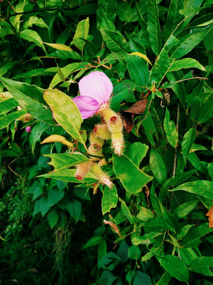 wild life