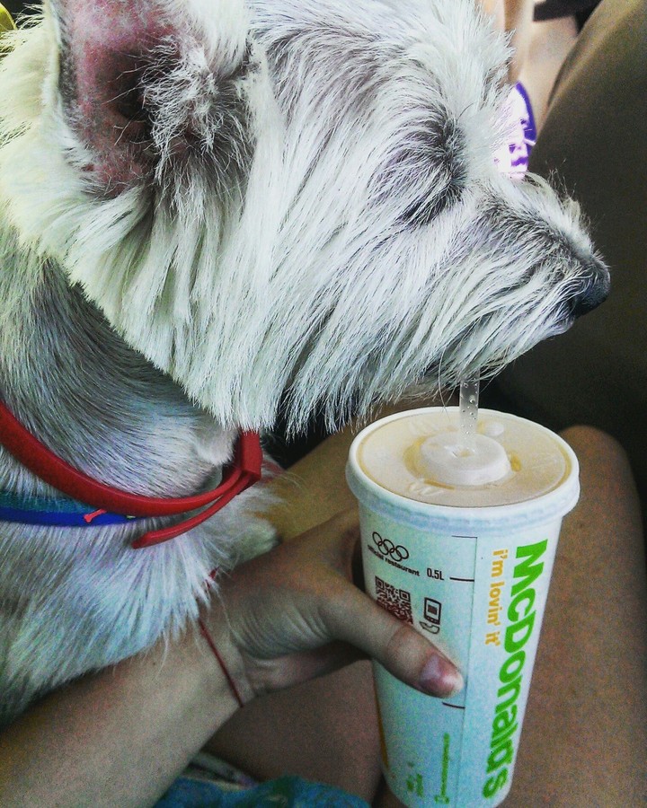 My dog know what he wants