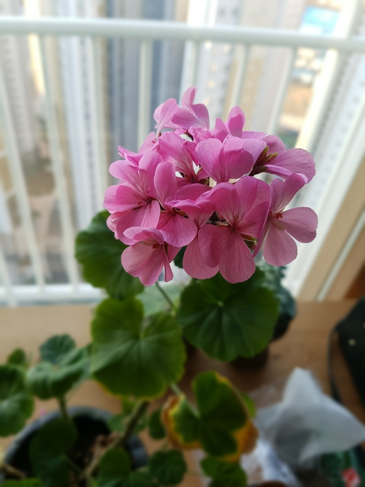 꽃