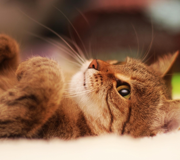 кошка