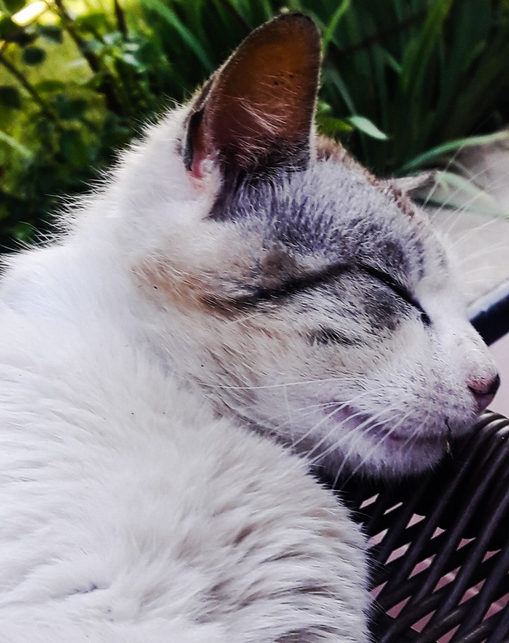 cat
