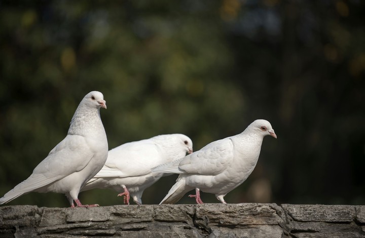 Pigeons