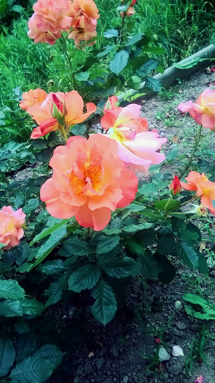 nature