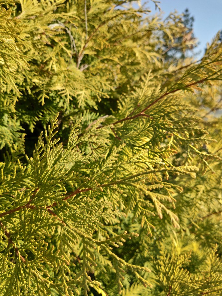 Aurea Nana