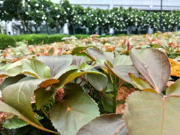 Ascendas it park gardan