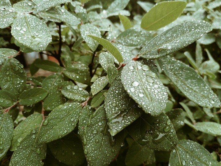 Feeling of the rain