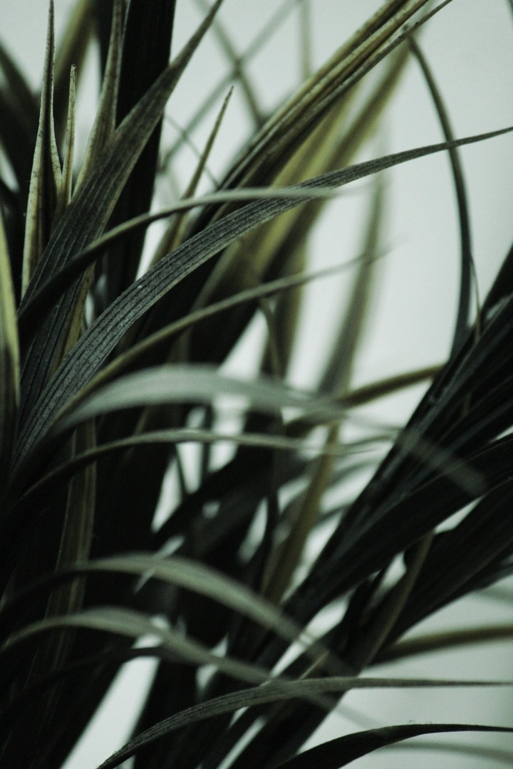 plants are friends