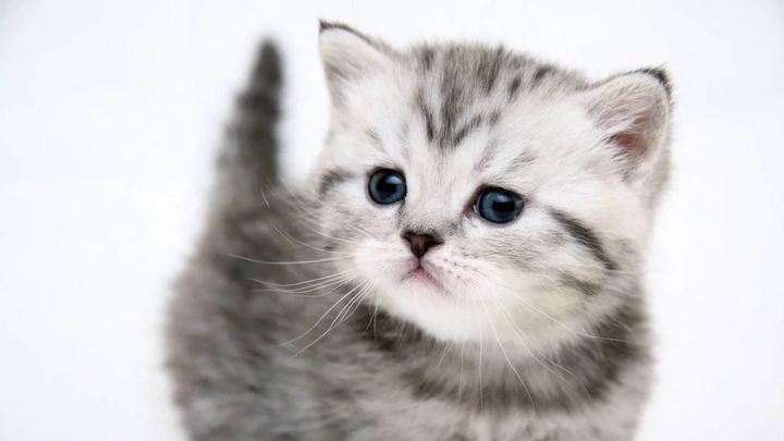 Kitty