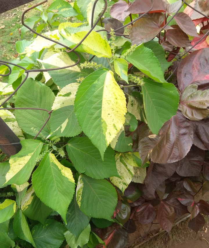 leaf