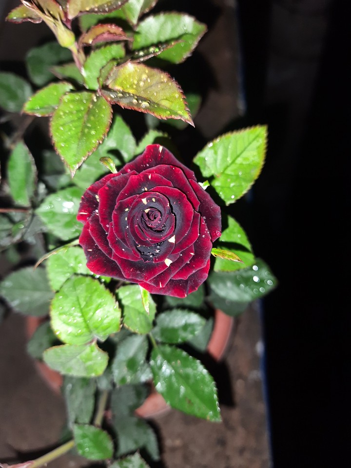 rose