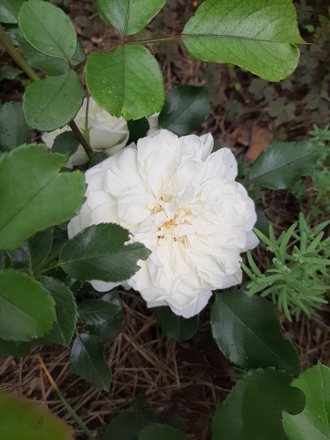 A rose in bloom