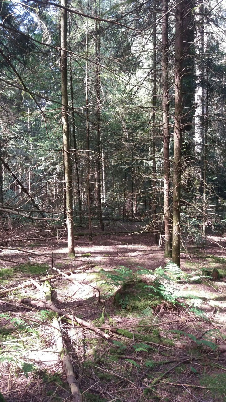 forêt