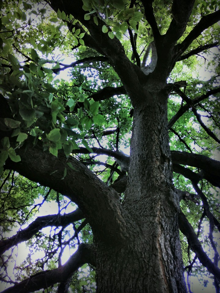 Tree crown