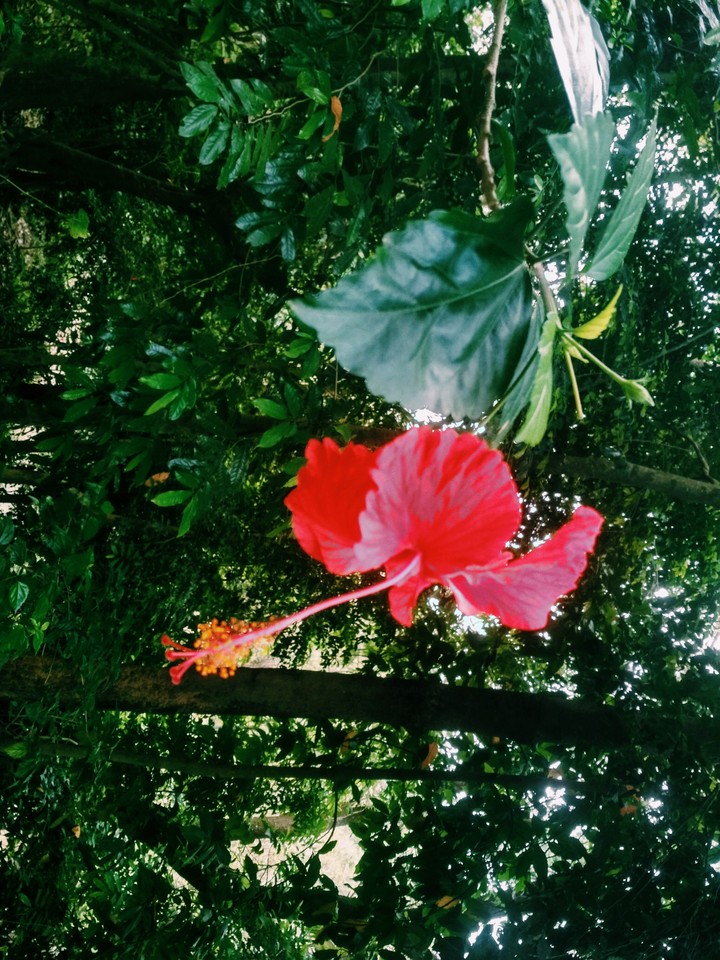Hibiscus rosa-sinensis