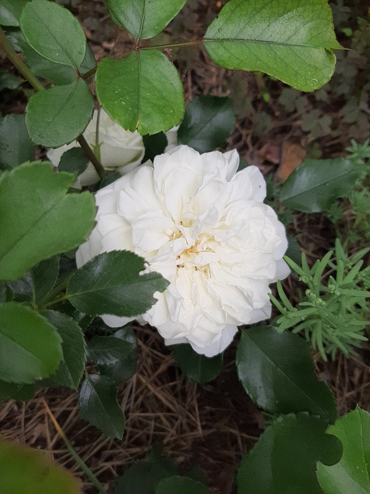 A rose in bloom