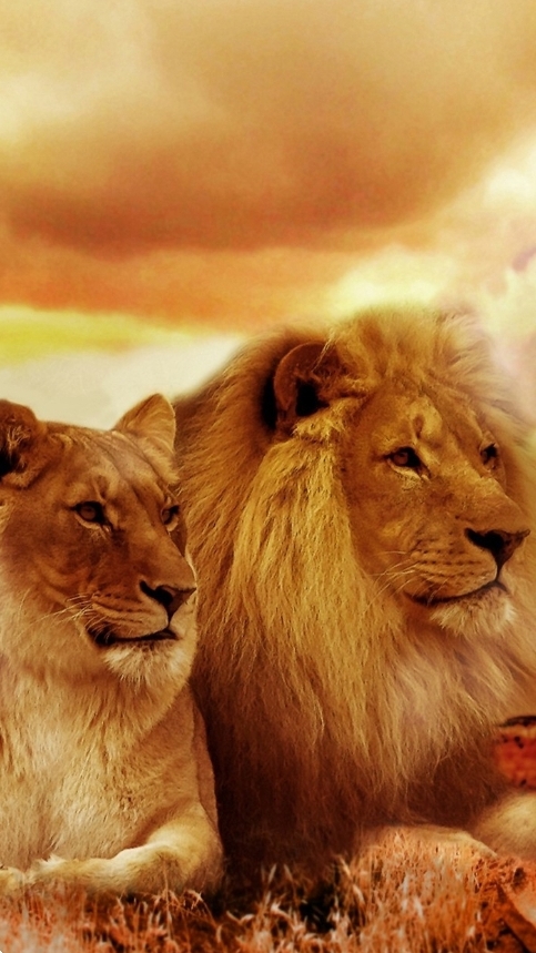 lion famyli