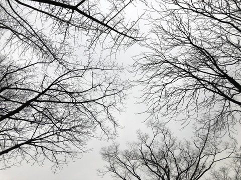 winter&tree