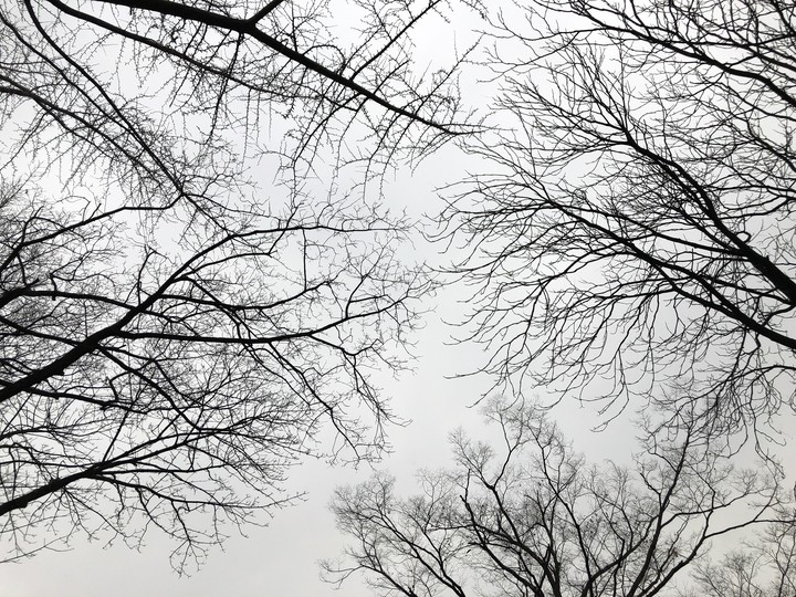 winter&tree