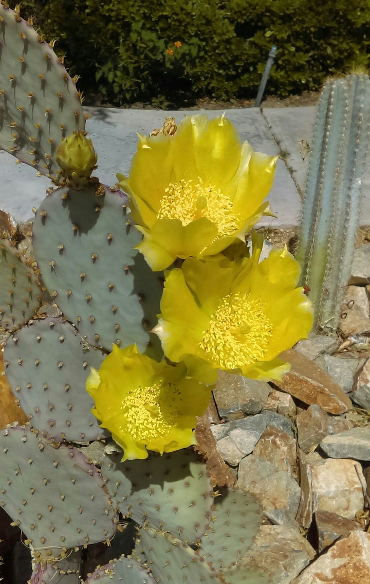 opuntia