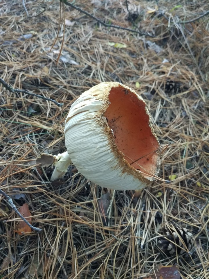 живой фужер)