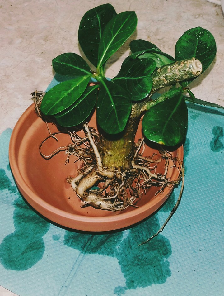 adenium s platinum