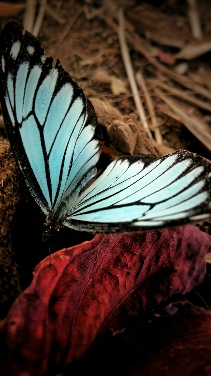 butterfly