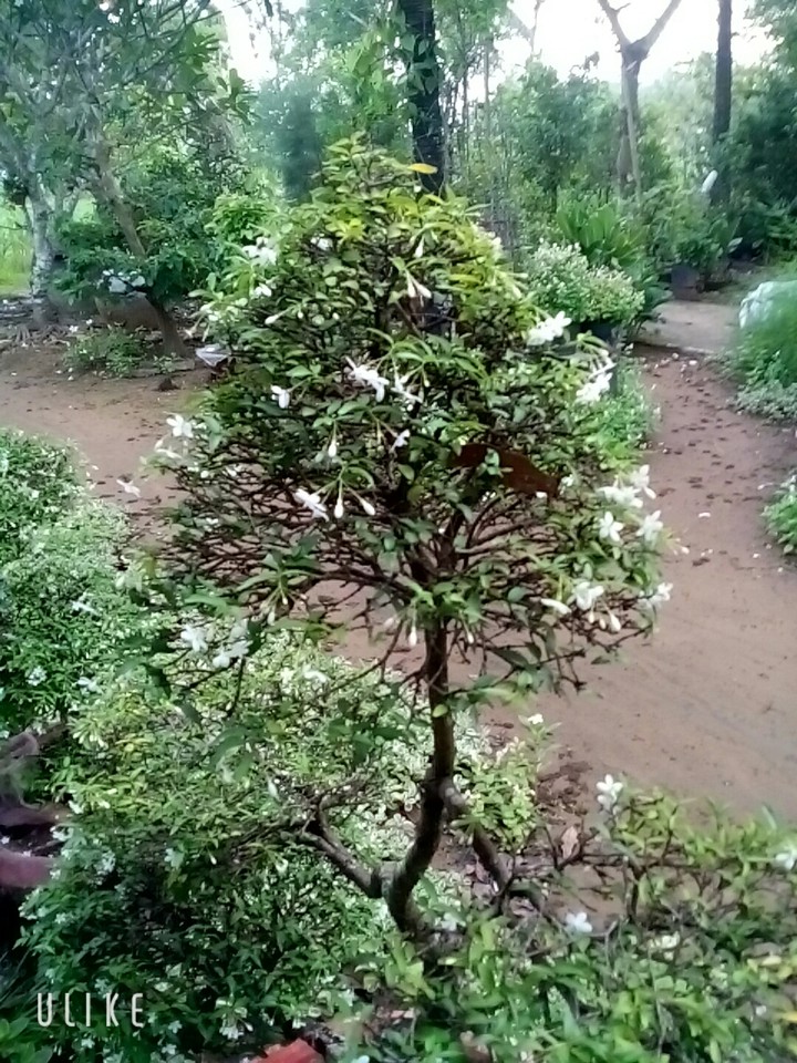 Cây mai chiếu thủy