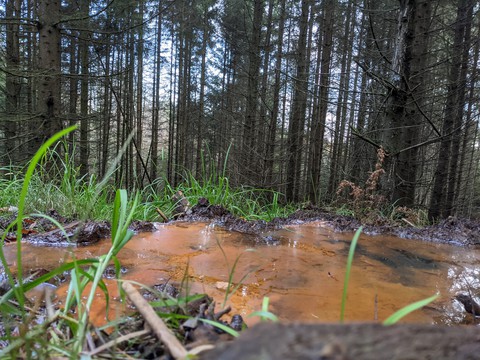 Wald