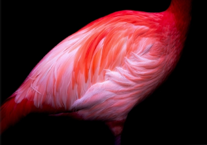 feathers