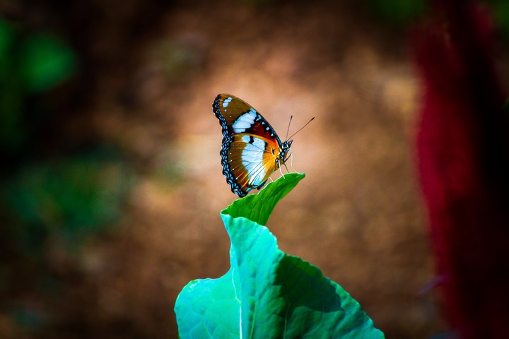 butterfly
