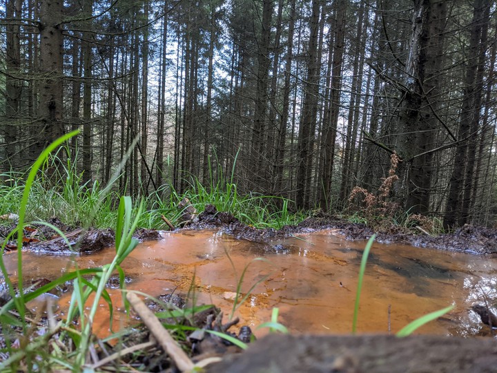 Wald