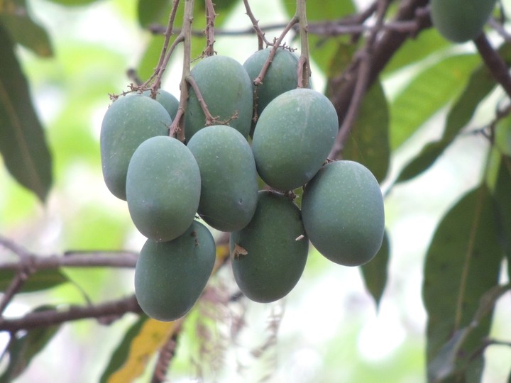 A bunch of Raw Green Mangoes